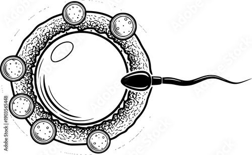 Human ovum or egg cell structure, representing the biological process of reproduction and conception

