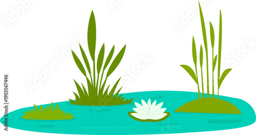 Small pond with white water lily and green swamp plants. Freshwater ecosystem illustration with lotus flower and reeds isolated on white