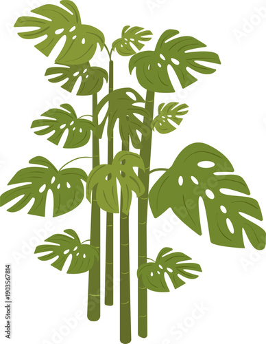 Lush tropical monstera deliciosa plant with large green leaves. Indoor jungle or rainforest greenery illustration for home decor and botanical designs