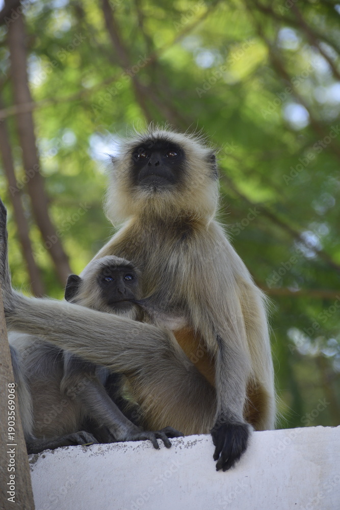 Obraz premium Female Primate monkey feeding baby primate langur monkey