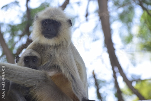 Female Primate monkey feeding baby primate langur monkey 