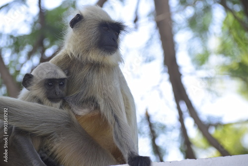 Close up shots of mother Langur monkey feeding her Baby Langur monkey