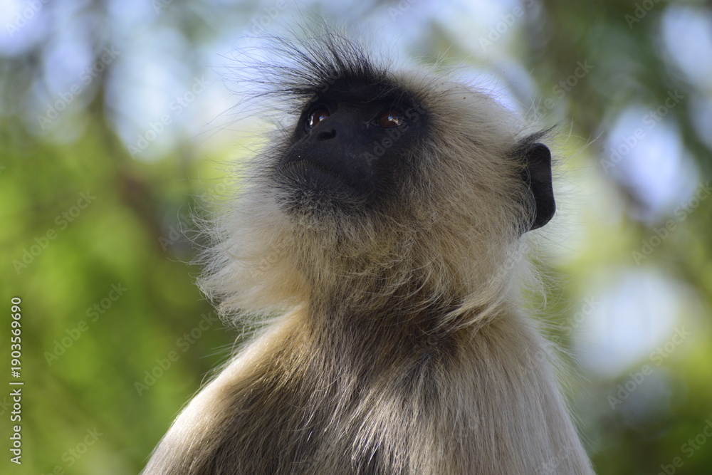 Fototapeta premium Close up of Langur Monkey which is called primate monkey or leaf eating monkey