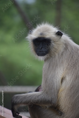 Close up of Langur Monkey which is called primate monkey or leaf eating monkey