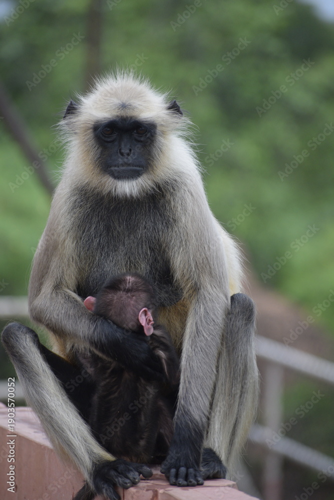 Obraz premium Close up shot of Mother Langur monkey feeding her baby monkey