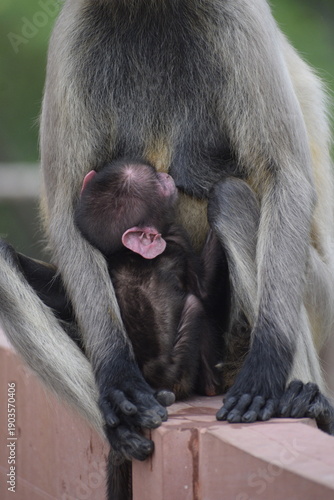 Female Langur Monkey feeding her baby langur