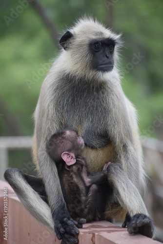 Mother Langur feeding her baby langur sitting on a wall of historic monument