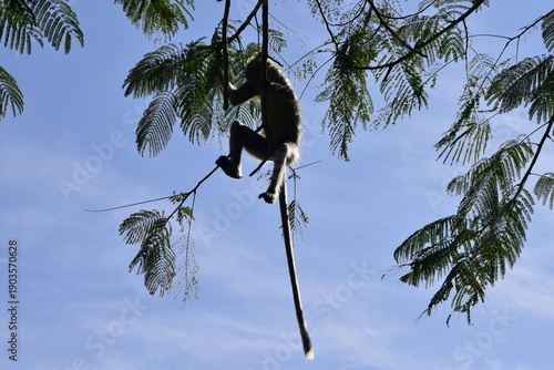 Langur Monkey silhouette hanging on a tree branch in forest