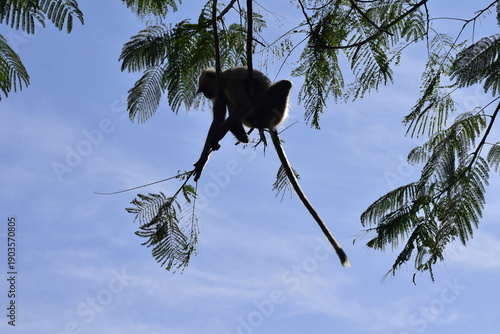 Langur Monkey silhouette hanging on a tree branch in forest