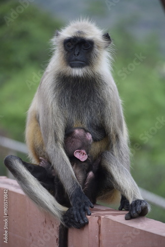Mother Langur feeding her baby langur sitting on a wall of historic monument