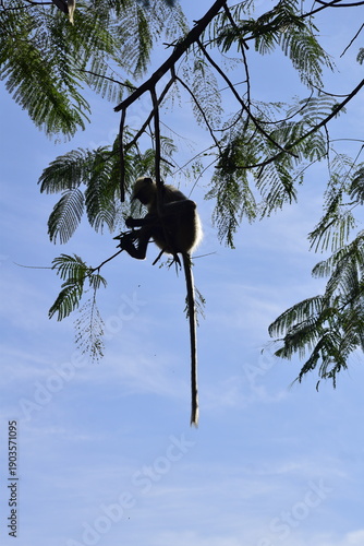 Langur Monkey silhouette hanging on a tree branch in forest
