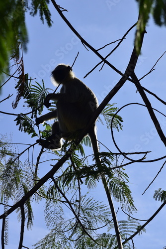Langur Monkey silhouette hanging on a tree branch in forest