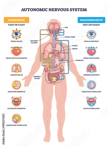 Autonomic nervous system brief diagram contrasts sympathetic fight-or-flight vs parasympathetic rest-and-digest, mapping nerves to organs, main objects, brain, heart, stomach. Outline diagram