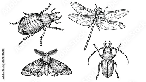 Detailed engravings of four different large insects including beetles and a.