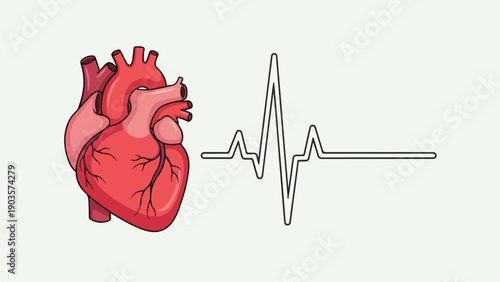 A medical illustration showing a human heart and a heart rate graph