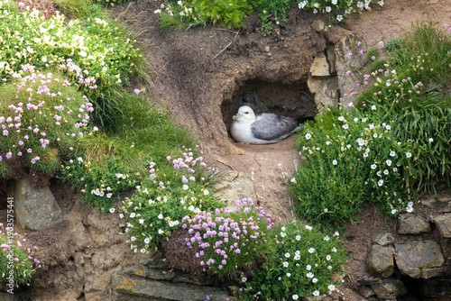 Tableau sur toile Northern Fulmar, Fulmarus glacialis in a nest