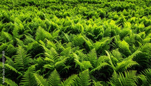 Aerial view of a lush green field filled with dense ferns in a natural landscape