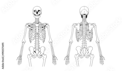 Human rib cage anatomy with transparent skeleton front and back view vector illustration