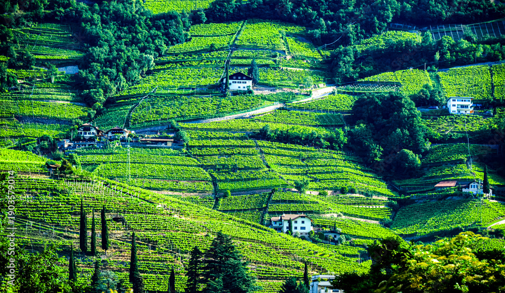 Obraz premium Agricultural landscape view of Trentino-South Tyrol, Italy
