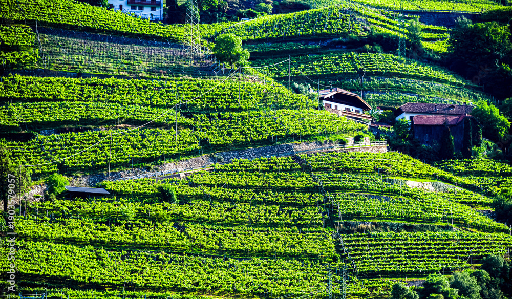 Obraz premium Agricultural landscape view of Trentino-South Tyrol, Italy