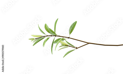 Slender Brown Branch with Narrow Green Leaves on White Background