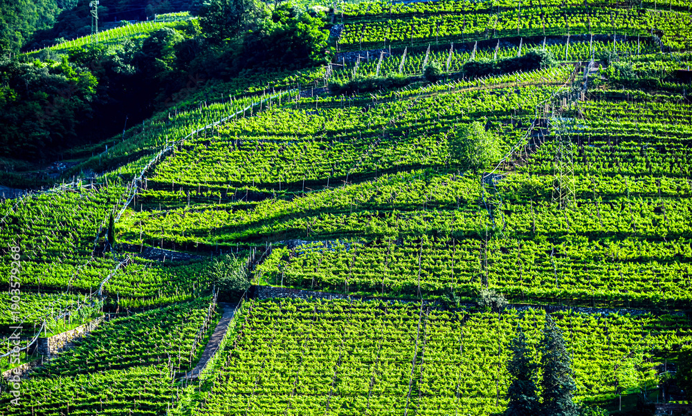 Obraz premium Agricultural landscape view of Trentino-South Tyrol, Italy