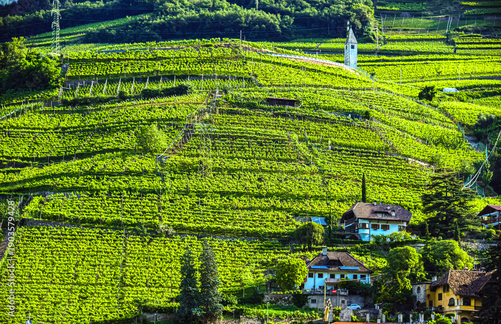 Obraz premium Agricultural landscape view of Trentino-South Tyrol, Italy