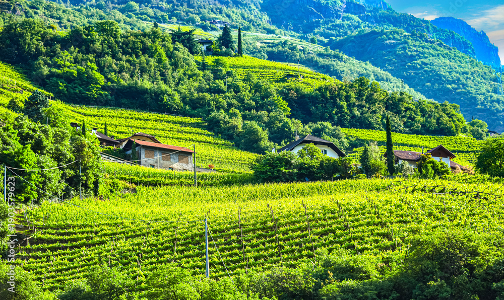 Obraz premium Agricultural landscape view of Trentino-South Tyrol, Italy