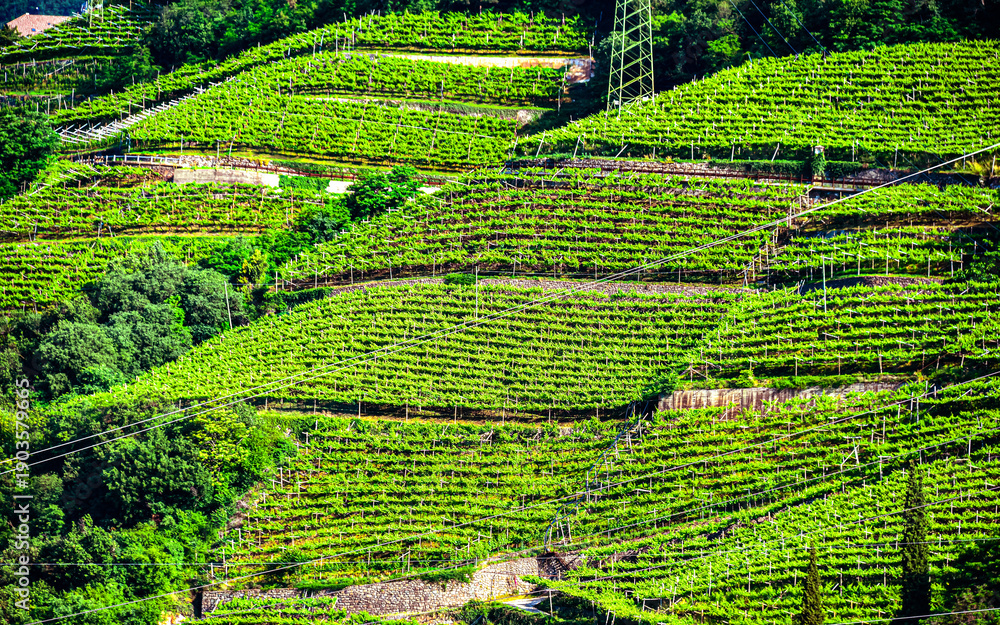 Obraz premium Agricultural landscape view of Trentino-South Tyrol, Italy