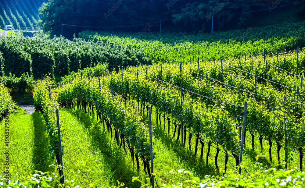 Obraz premium Agricultural landscape view of Trentino-South Tyrol, Italy
