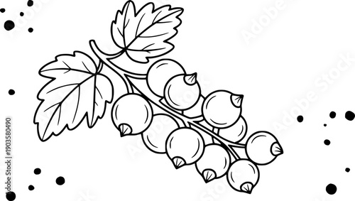 Blackcurrant branch with leaves and scattered dots white background line berry fruit