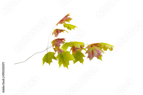 Maple Branch with Green and Red Autumn Leaves on White Background