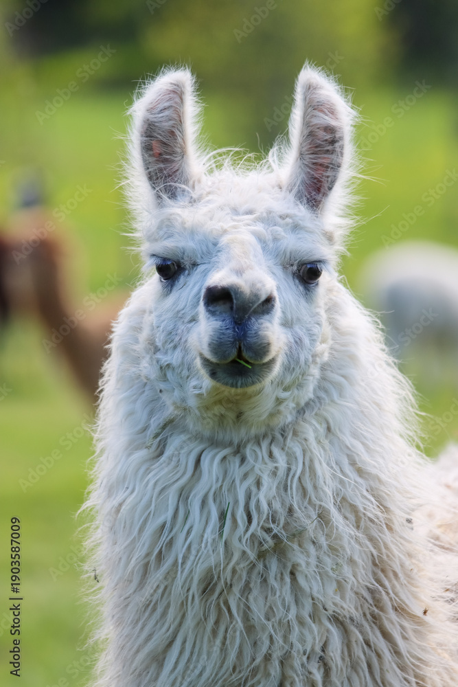 Obraz premium The llama (Lama glama) is a camelid, widely used as a meat and pack. They are social animals and live with others as a herd. Wool is soft and contains only a small amount of lanolin. 