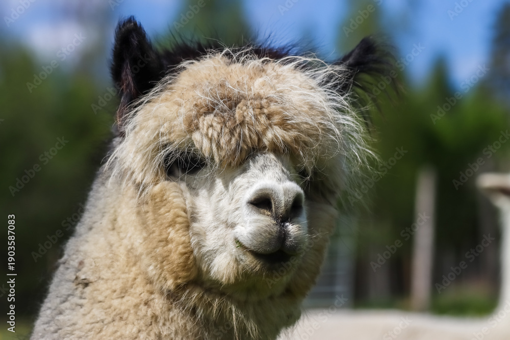 Naklejka premium The alpaca (Vicugna pacos) is a species of South American camelid mammal. Alpaca fleece is soft and possesses water and flame resistant properties, making it a valuable commodity.
