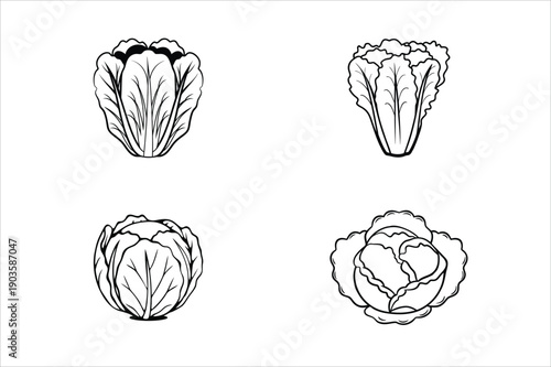 Different types of cabbage vector illustration