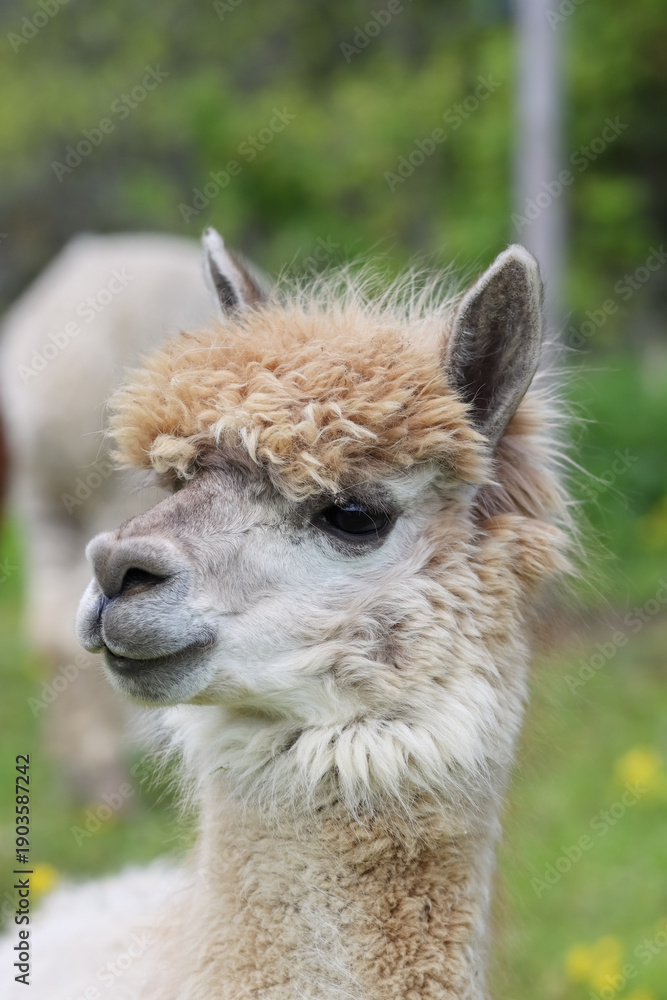 Obraz premium The alpaca (Vicugna pacos) is a species of South American camelid mammal. Alpaca fleece is soft and possesses water and flame resistant properties, making it a valuable commodity.