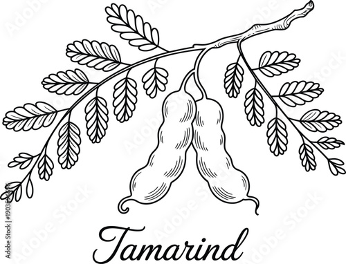 Tamarind fruit pods on branch with leaves