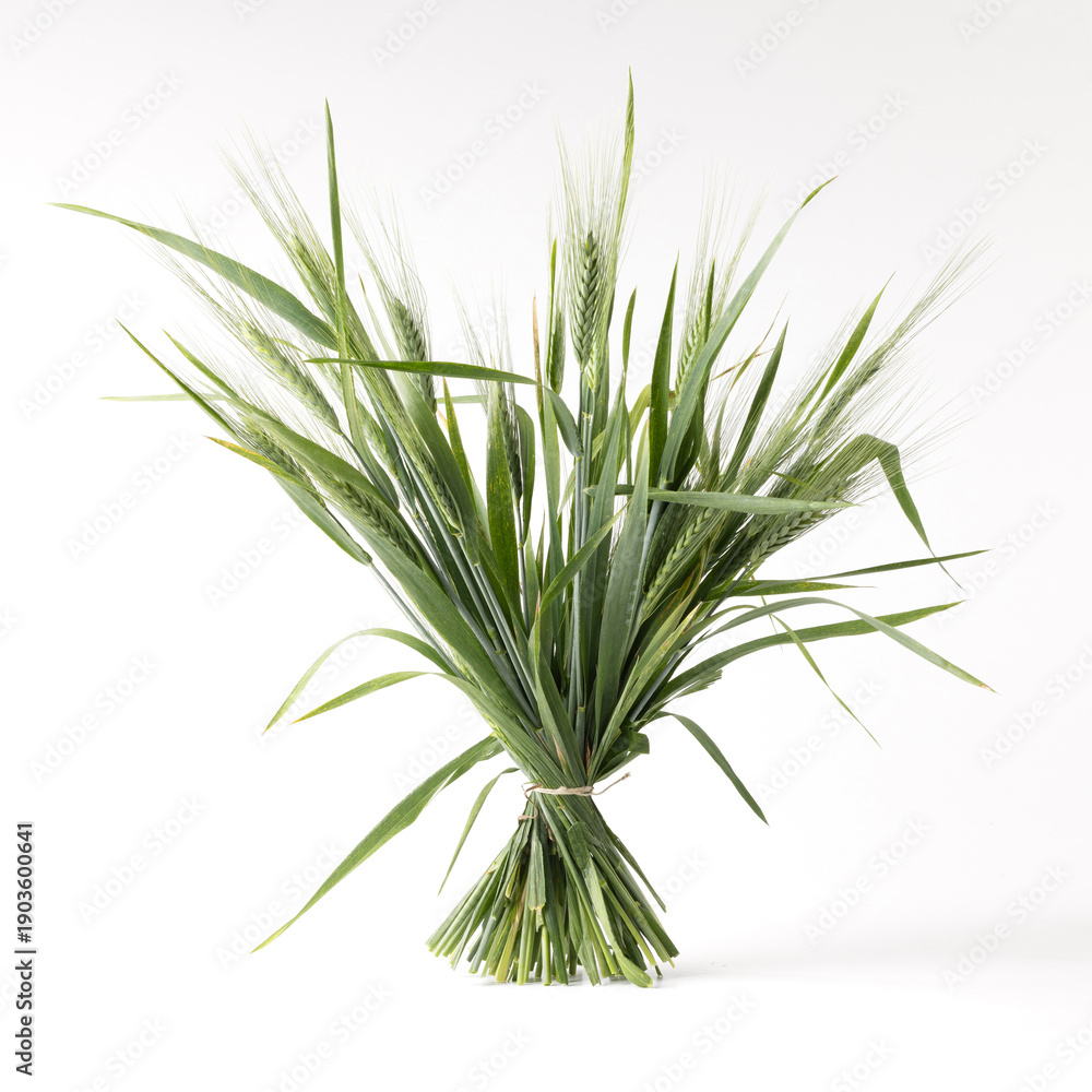 Obraz premium Bundle of wheat ears arranged together on a clean white background, highlighting golden grain texture, harvest symbolism, and agricultural cereal crop concept