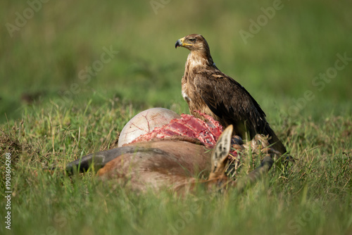 Εκτύπωση καμβά Tawny eagle with catchlight guards topi carcase