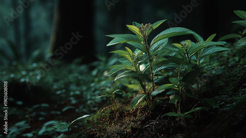 Nature Regrowth Near Previously Polluted Forest Area