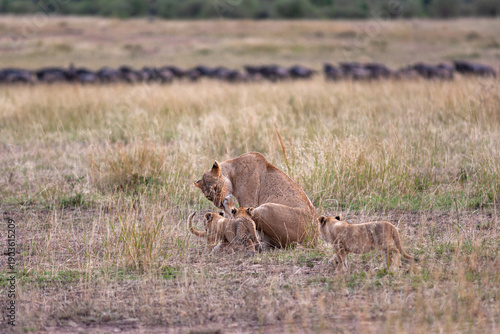 Lioness and three cub. Savanna of Masai Mara, Kenya