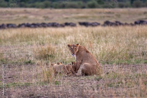 Lioness and three cub. Savanna of Masai Mara, Kenya