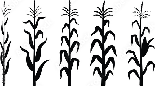 corn, plant, silhouette, vector, botanical, minimal, agriculture, crop, maize, black, white, set, illustration, nature, farm, stalk, leaf, design, icon, collection