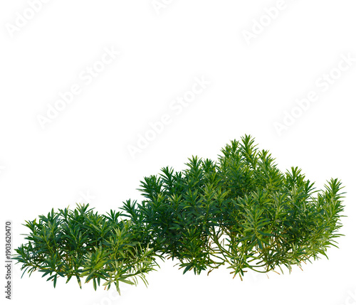 Tableau sur toile Iberis sempervirens tree, elevation, front view, cutout, transparent background,
