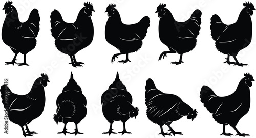 Chicken silhouette collection, black hen poses set, farm poultry animals, domestic birds, agriculture concept, rustic design, vector illustration, isolated white background