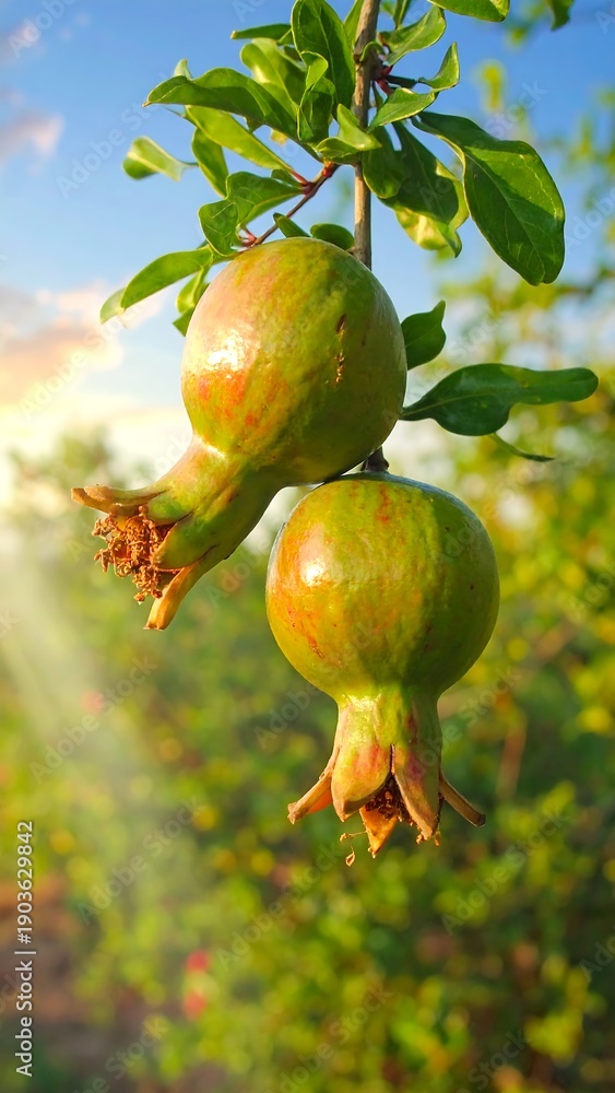 Obraz premium Unripe Pomegranates Hanging on a Branch in the Orchard.