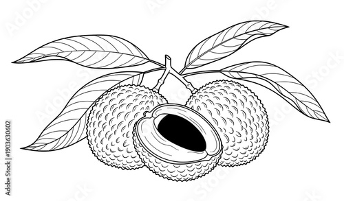 Decorative litchi botanical line art silhouette vector