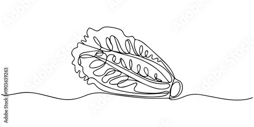 cabbage continuous one line drawing, A minimalist line drawing of a fresh green cabbage with visible leaves and a textured surface, cabbage continuous one line drawing, Hand-drawn cabbage continuous