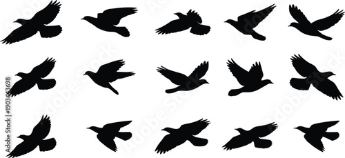 Black Silhouette Set of Flying Birds and Pigeons in Various Flight Poses for Nature Freedom Peace Wildlife Protection Environment and Sky Vector Illustration