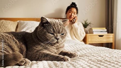A serene scene of a large gray cat lying on a bed with a smiling woman in the background